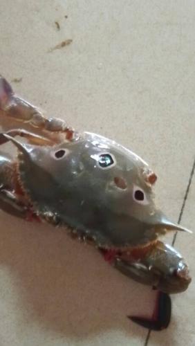 请问这个螃蟹有毒吗?有图