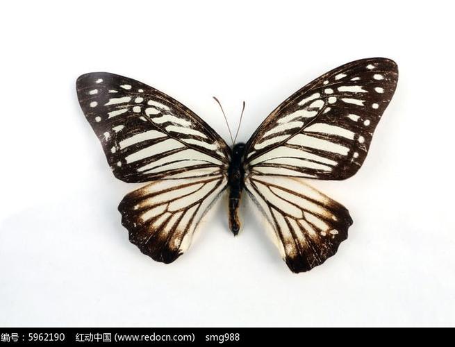 木兰青凤蝶标本