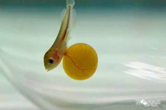 水族圈同您共同见证龙鱼孵化全过程