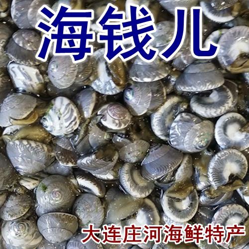 大连庄河海鲜特产 鲜活海钱儿海贝海锥海螺丝海瓜子 味道鲜美