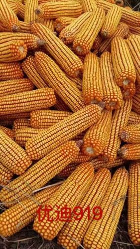 领航玉米种 优迪919财富握在手