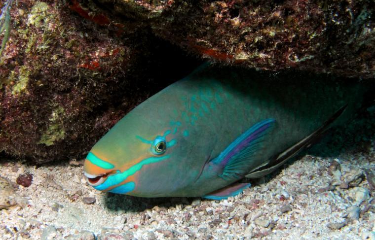 queen parrotfish