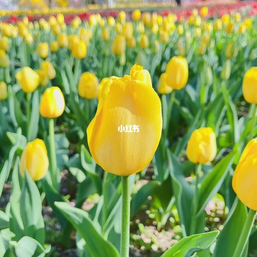 我爱郁金香北京植物园