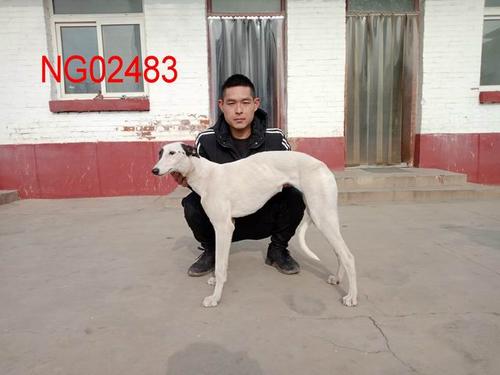 格力犬血统查询