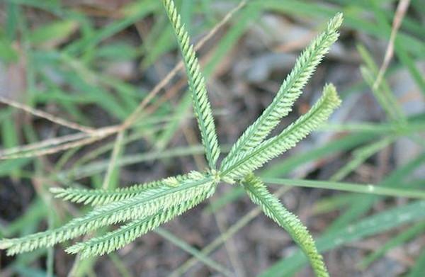 【涨知识】邛崃人小时候常见又叫不上名的植物都在这里