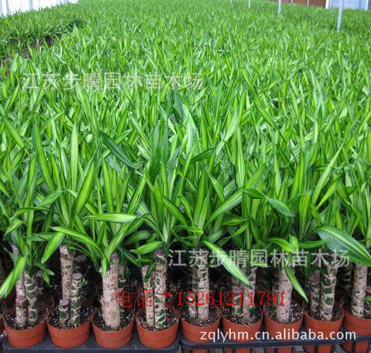 出售【巴西铁】巴西木 龙血树等各种室内盆景批发