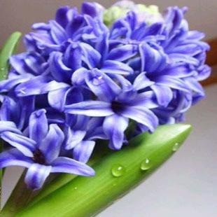 五色水仙简笔画