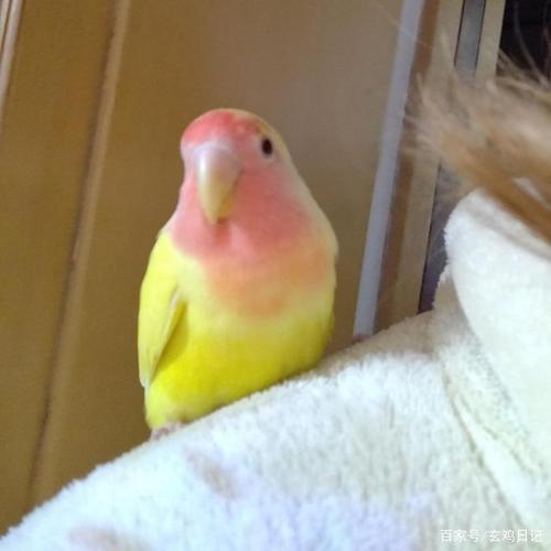 小编家的黄桃牡丹鹦鹉