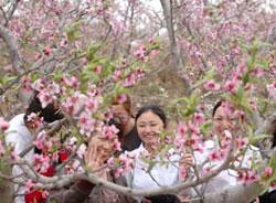 国内新闻 > 正文 4月19日,游客在顺平县伊祁山风景区桃园内观赏桃花