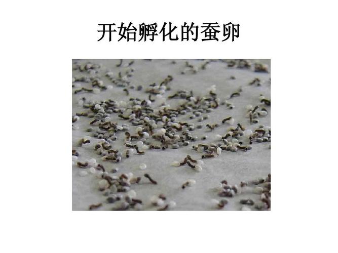 开始孵化的蚕卵