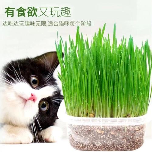 猫草麦草种子小号育苗盘盒水培麦草猫薄荷小花盆土培小麦草种子