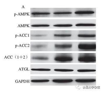 肾脏组织he染色结果表明,各组小鼠肾脏组织没有发生明显改变,而pas