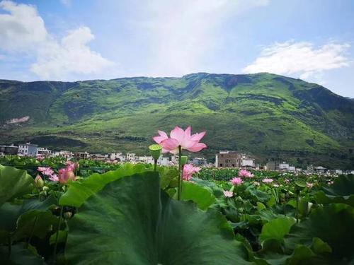 赏荷正当时 丽江永胜三川荷花真不俗 好吃好玩好美景……-旅游频道