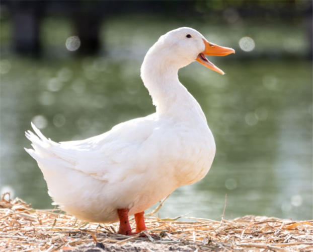 农村家里养的鸭子为何选择在晚上下蛋?如何让鸭子多