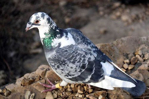 怎样让鸽子快速倒毛