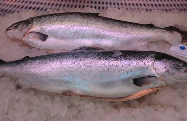 【金枪鱼和三文鱼的区别】 金枪鱼和三文鱼的图片