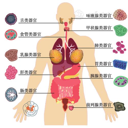 人源类器官的研究进展及在口腔医学的展望