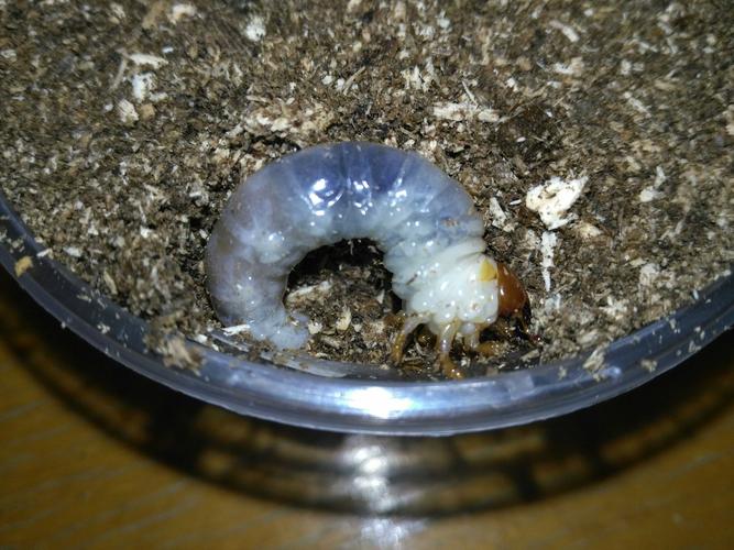 彩虹锹的幼虫与其它很多锹甲幼虫有个很明显的区别,就是身体末端非常