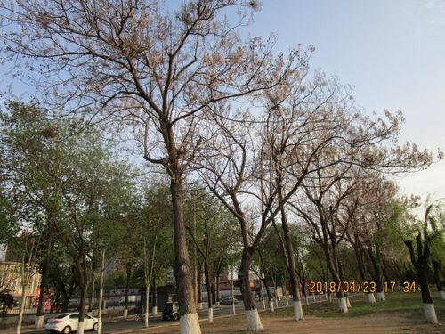 4月23日下午风和日丽去唐山市陡河岸边转转陡河两岸生气勃勃花美树绿