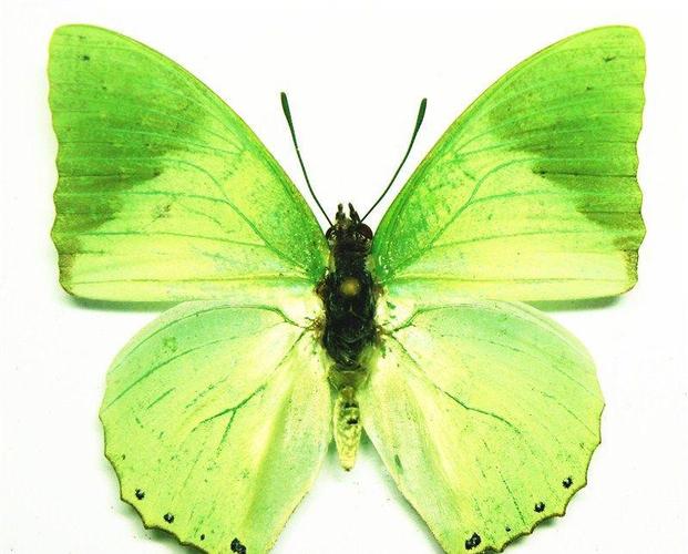 淡绿螯蛱蝶 charaxes subornatus 进口真蝴蝶标本 工艺品原料