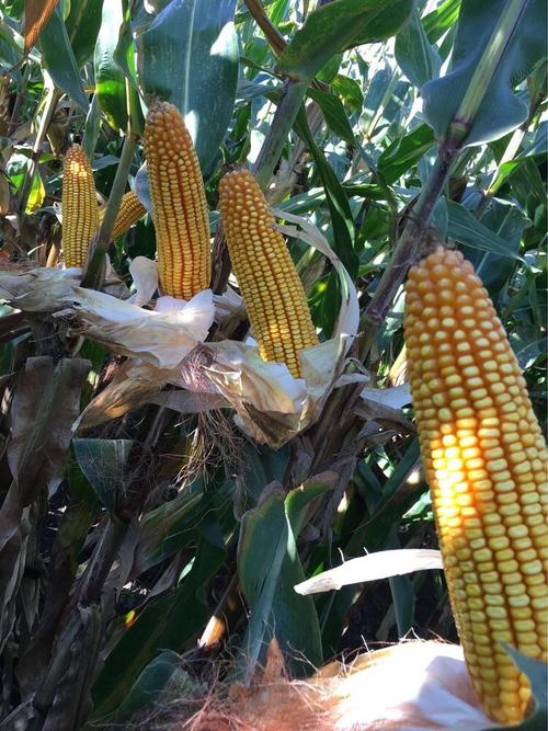 玉米品种大比拼,到底