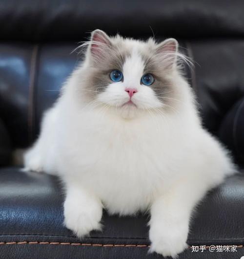 但是布偶猫并不是一个适合新手去养的品种,为什么我敢这么说,且听我