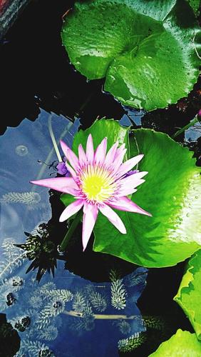 池塘荷花简笔画彩色画法