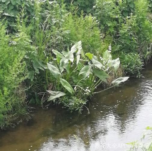 在水边看到一株植物,求花友告诉下是什么?