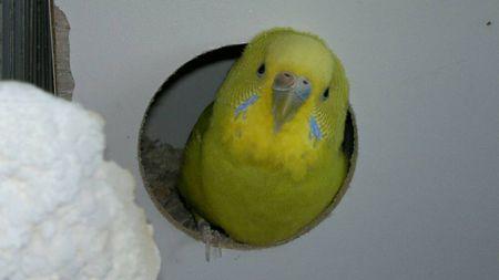 怎么知到虎皮鹦鹉怀孕了