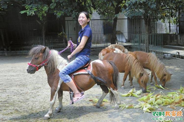 [每日农经]养殖德保矮马赚钱多