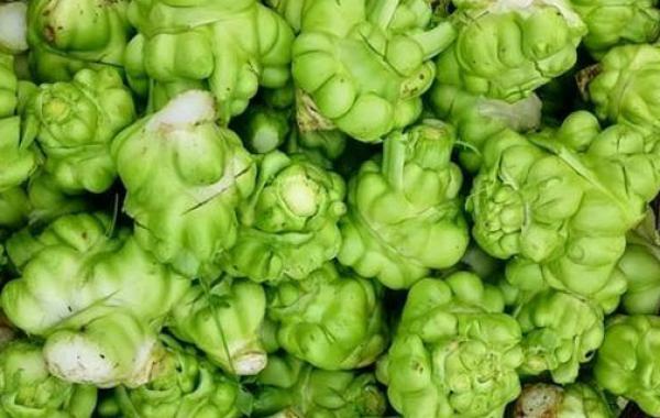 榨菜在地里长什么样