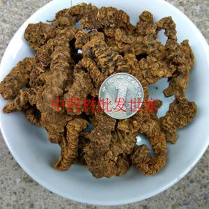 中药药材虎鞭
