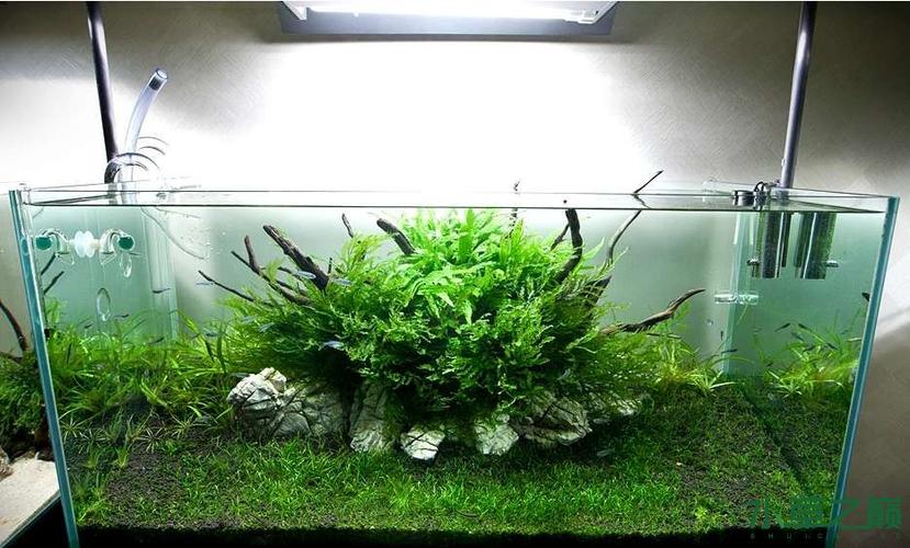 水草造景晒晒我的黑木蕨水草缸