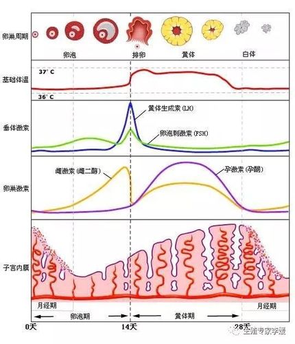 比如:月经期e2升高,fsh升高,lh降低说明卵巢功能下降.