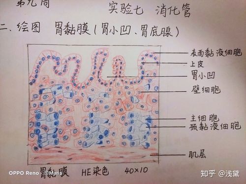 医学生组胚实验手绘图红蓝铅笔(已出成绩,满分~)