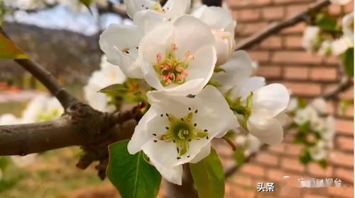 「美丽陇原」定西市安定区:花已经开好,就等你来