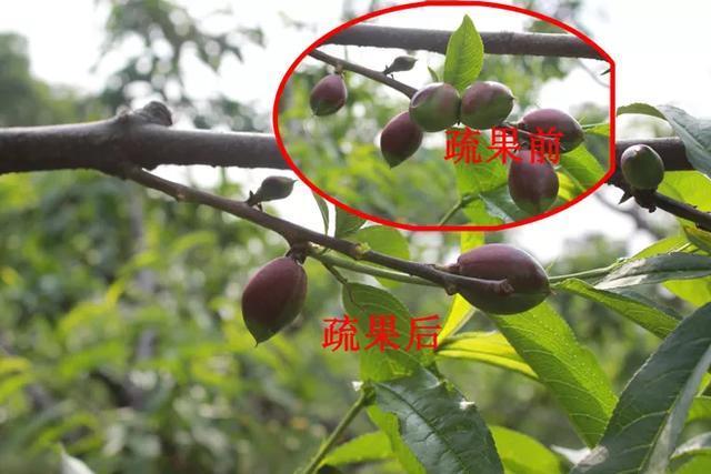 桃树如何疏果?这次讲的清楚明白!