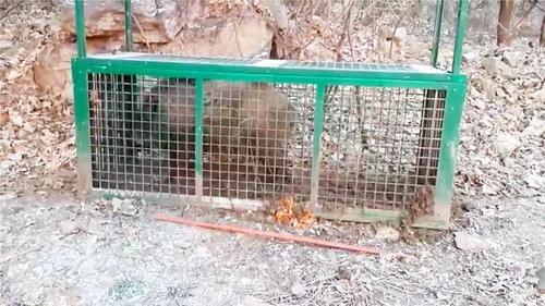 大野猪战斗力再猛,也难撞开这捕兽笼!