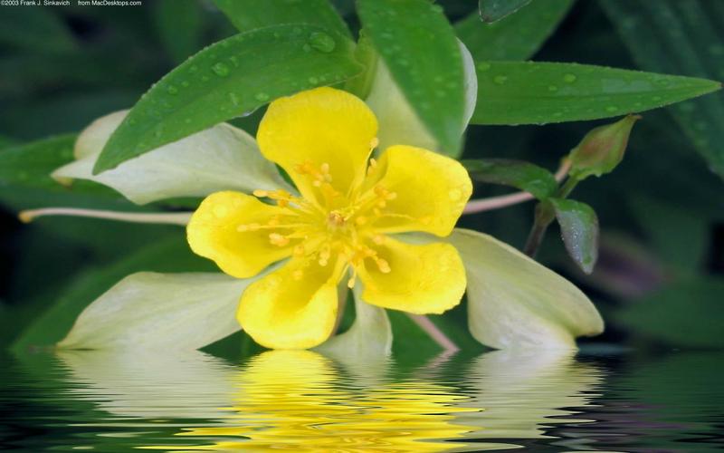 壁纸,植物,花