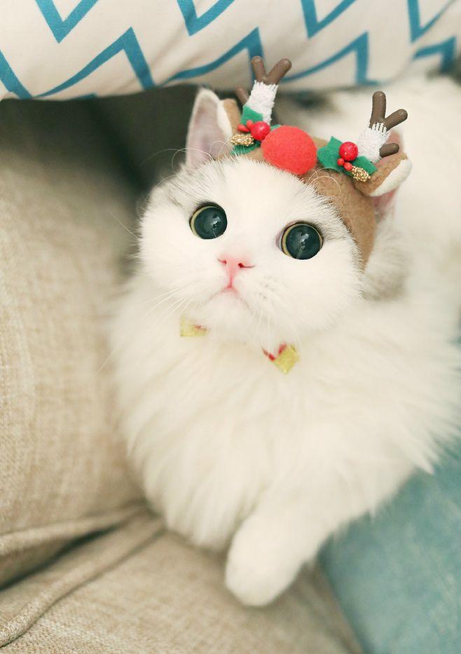 小猫咪