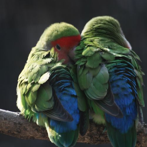 七夕相会_生态_poco摄影,峰叠,生态,绿桃脸情侣鹦鹉