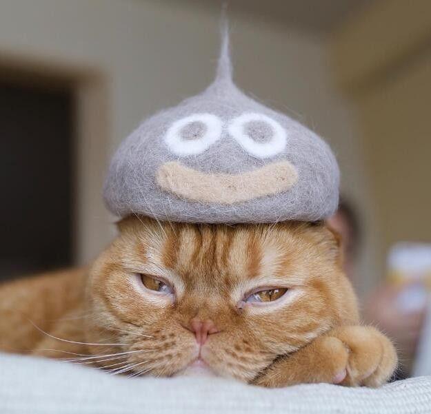 铲屎官们知道吗?猫咪掉的毛,其实都是她在说我爱你!
