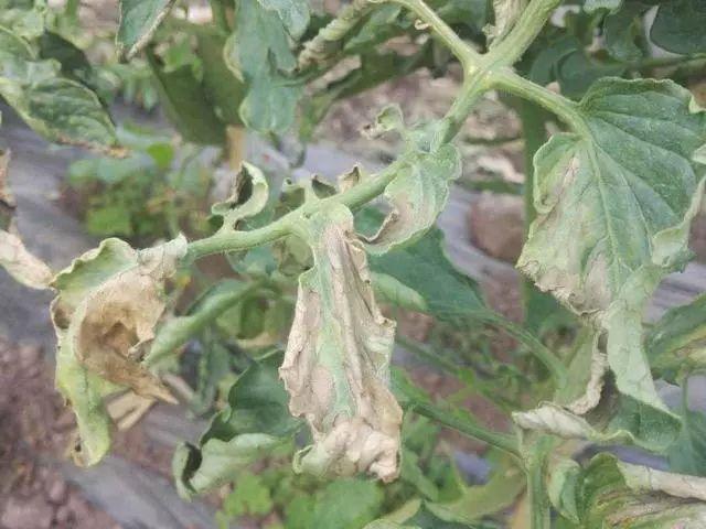  /p> p>番茄晚疫病是一种毁灭性的病害,在番茄种植区域普遍