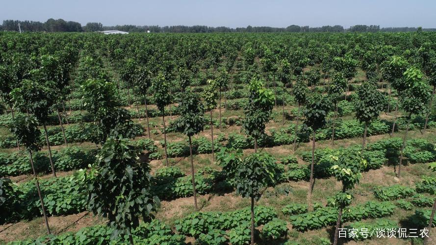 楸树苗种植暂时很火爆,但问题也不少