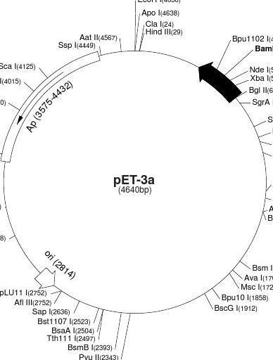 pet质粒图谱大全