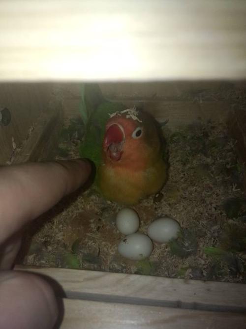 牡丹鹦鹉到底要孵多少天啊,我的孵了20天了