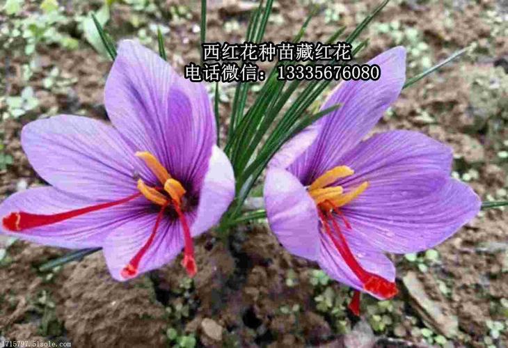 藏红花苗藏红花苗价格