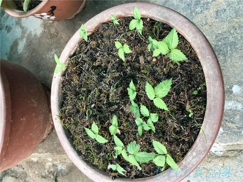 人参种子,发芽率高,适合庭院阳台盆景和野外种植 .