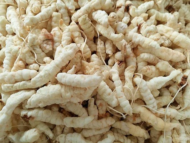 鲜白虫草的功效和用途及食用方法