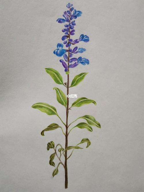 【彩铅】蓝花鼠尾草(简单过程)_彩铅_鼠尾草_手绘_铅笔_素描_花语